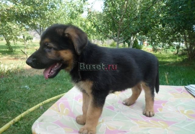 Продам щенка Клин