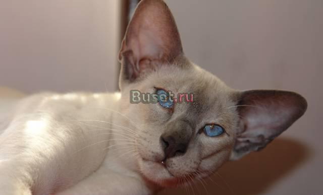 Ориентальные котята Москва