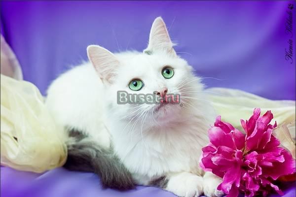 Ну очень ласковая кошечка Москва