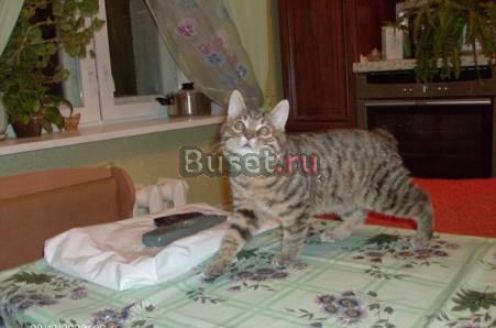 Кошечка курильский бобтейл Орел