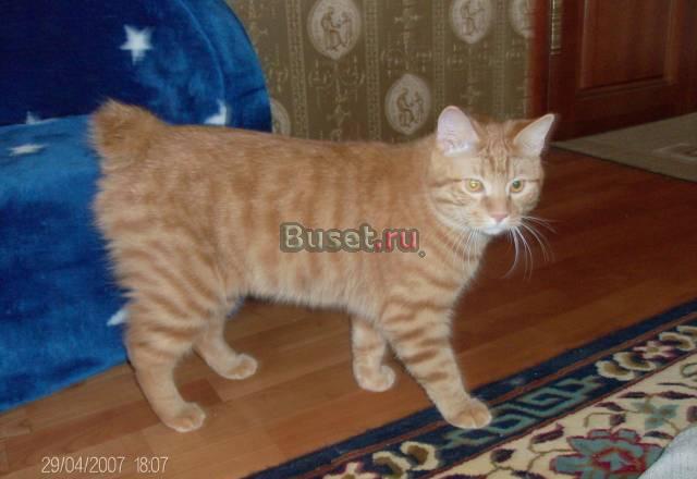 Котик и две кошечки Орел