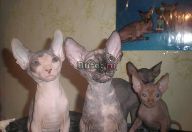 Котята Воронеж
