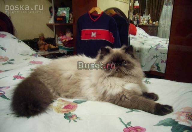 Молодой кот 1,5 лет приглашает на вязки Санкт-Петербург