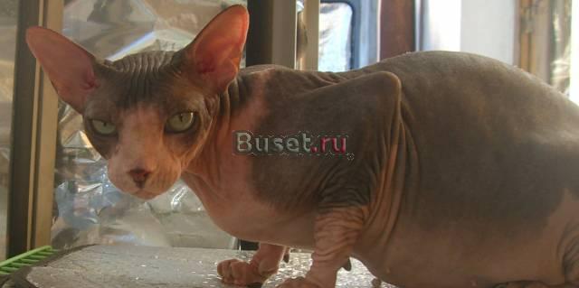 Продам или меняю Краснодар