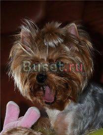 Стрижка Собак и Кошек Москва