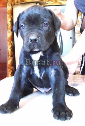 Продам щенков кане-корсо 23/07/10 Волгоград