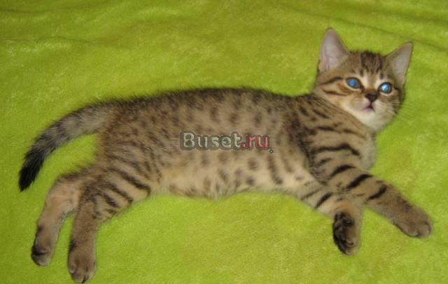 Пятнистый браун котик-страйт Москва