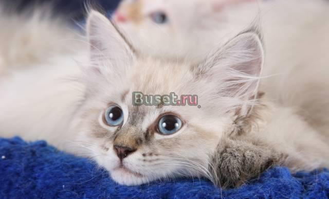 Продаются очаровательные сибирские котята Санкт-Петербург