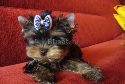 Йоркширские терьеры (мальчики) 3 мес Новосибирск