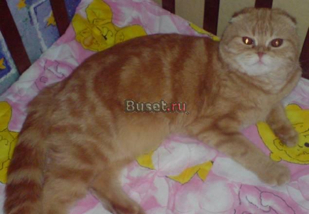 Красавец черчель приглашает кошечек Екатеринбург