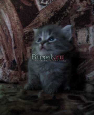 Отдам в хорошие руки котят Москва