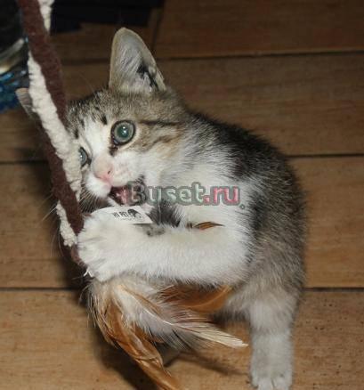Котенок-мальчик, полтора месяца, в дар Москва
