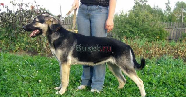 Щенок восточноевропейской овчарки Вологда