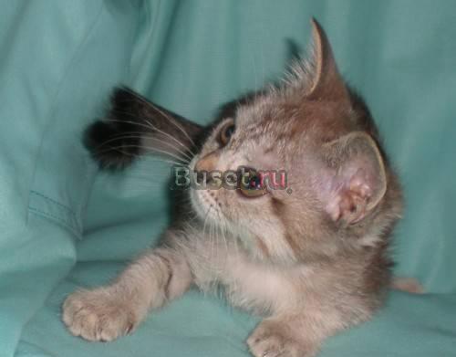 Бурмила кот, кошки и кот Москва