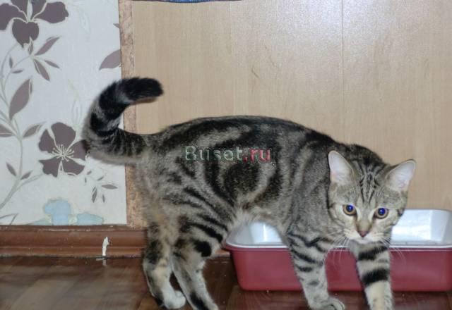 Британский кот, почти даром Краснодар