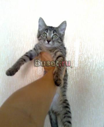 Отдам котенка в хорошие руки Самара
