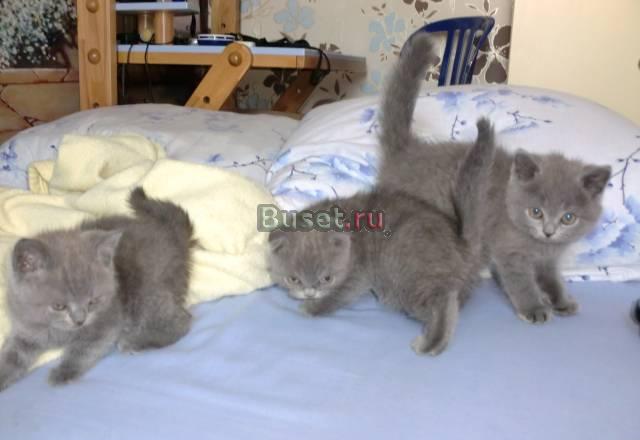 Шотландские котята Краснодар