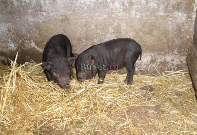Вьетнамские вислобрюхие поросята Полтавская
