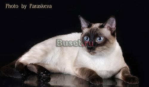 Тайские кошки питомника Мусипуси Москва