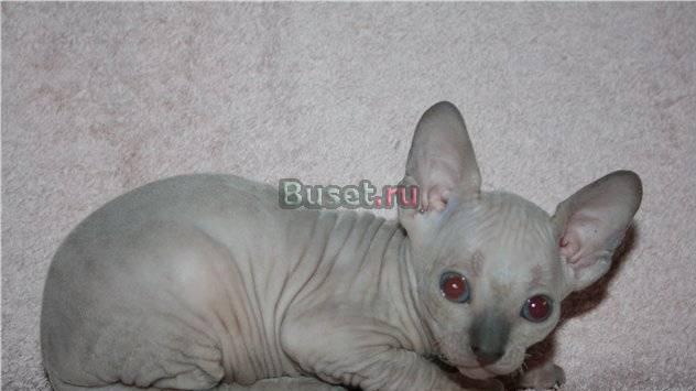 Котятки канадского сфинкса Москва