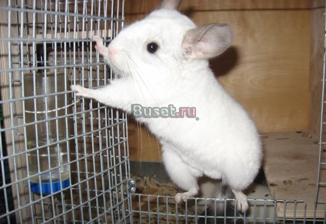 Шиншиллы из питомника Москва