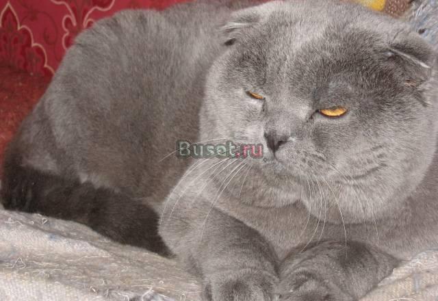 Голубой шотланд.вислоухий кот на вязку.котята Санкт-Петербург