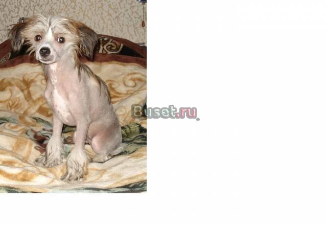 Щенок девочка 3 месяца Тверь