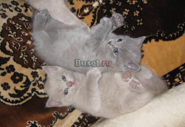 Британские короткошерстные котята Москва