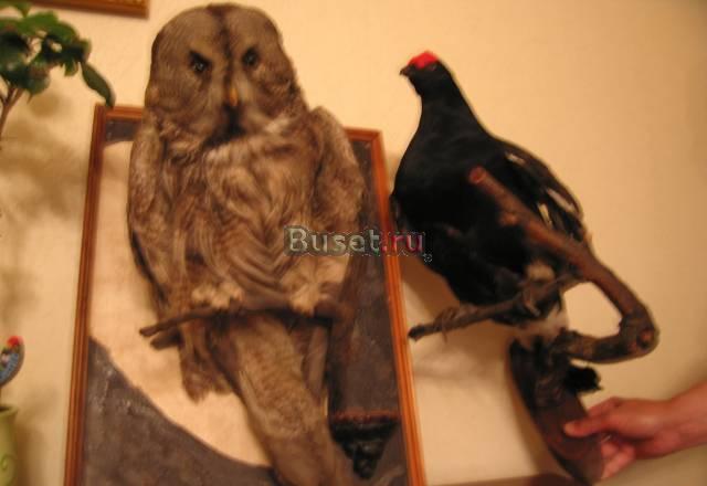 Чучело совы и тетерева Санкт-Петербург