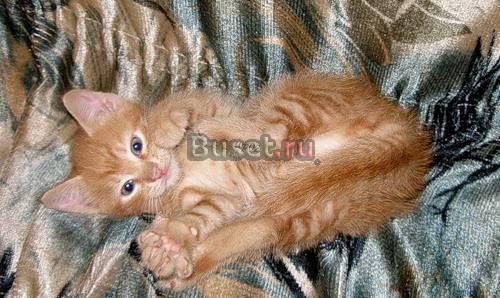 Котенка в хорошие руки Ярославль
