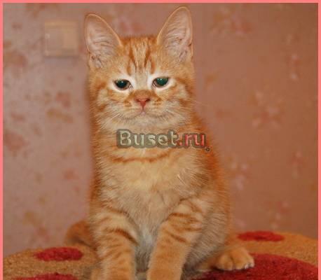 Очаровательная шотландская кошечка редкого окраса Санкт-Петербург