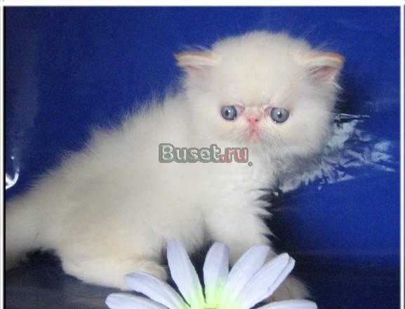 Персидский голубоглазый котик Москва
