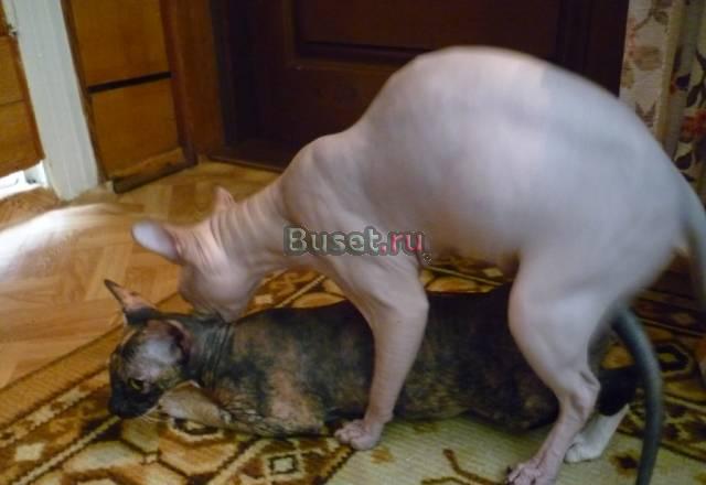 Донской сфинкс предлагается для вязки Кисловодск