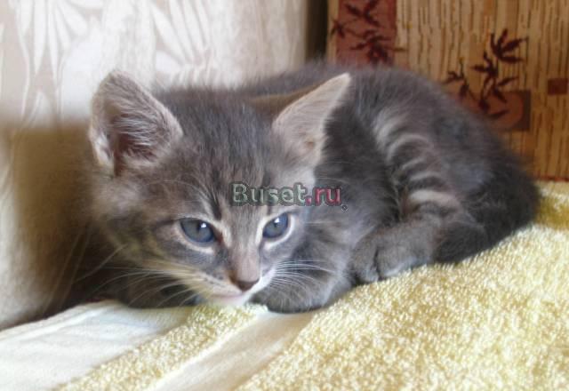 Котенок серо-голубой девочка Москва