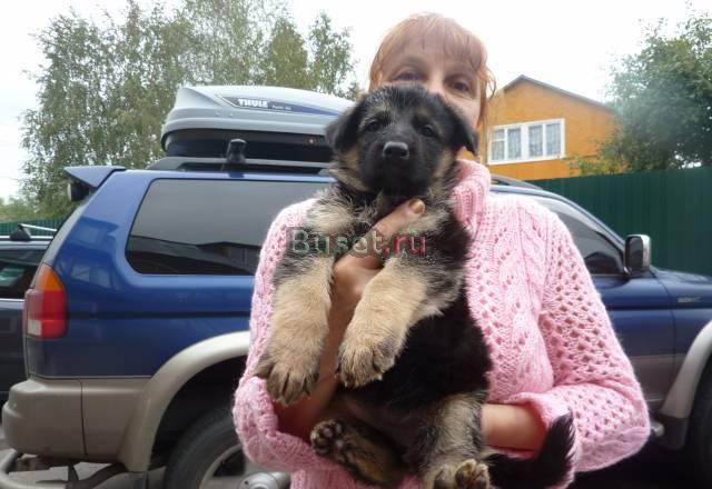 Продаю очаровательного щенка немецкой овчарки Домодедово