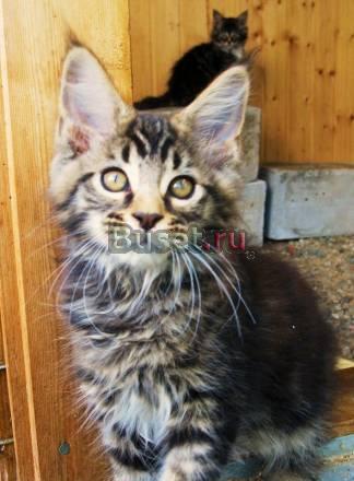 Мейн-Куна котик 2,5 мес. Питомник Москва