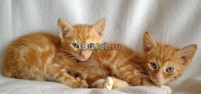 2 очаровательных рыжика хотят домой Санкт-Петербург