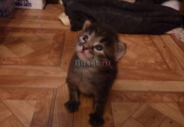 Отдам в добрые руки Нижний Новгород
