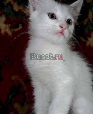Беляки в надежные руки Москва