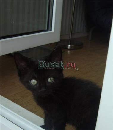 Черный котенок в хорошие руки Санкт-Петербург