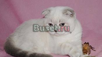 Шотландские фолд и страйт котята различных окрасов Москва