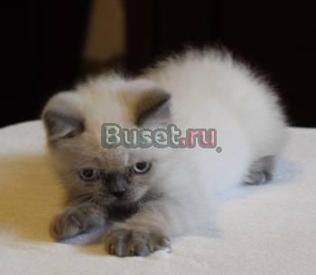 Британский мальчик редкого окраса г. Одинцово Москва