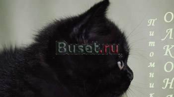 Шотландские страйт котята супер-черныши Москва