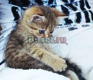 Отдам котенка в самые добрые руки Омск