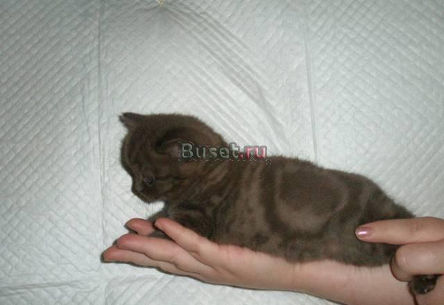 Шотландские котята Красноярск