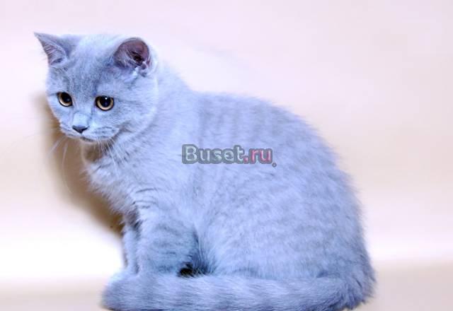 Шотландская прямоухая кошечка голубого окраса Москва
