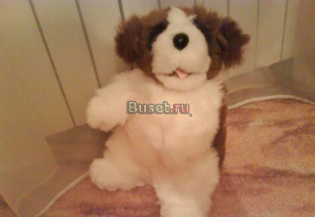 Собачки Москва