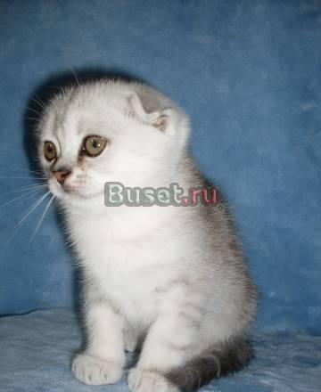Скоттиш-фолд котенок Санкт-Петербург