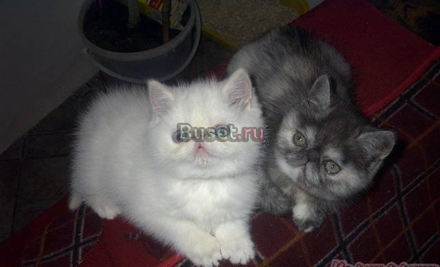Очаровательные котятки Москва