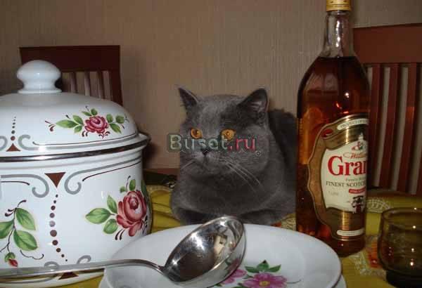 Замечательные британские котята Москва